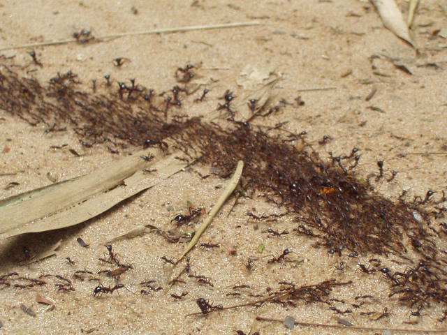 soldier ants keeping the workers in the lane