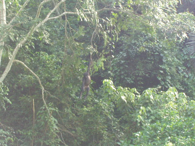 swinging bonobos