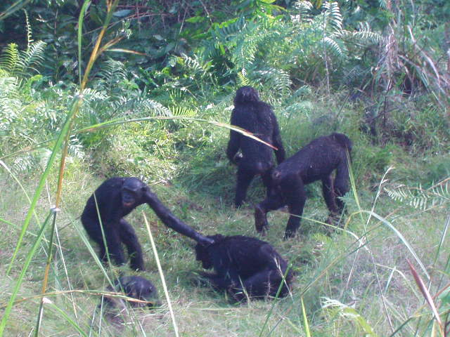 bonobos! this means 'ancestors' in proto-bantu